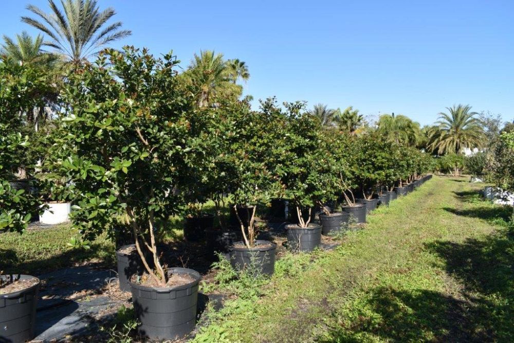 psidium-littorale-cattley-guava-strawberry-guava