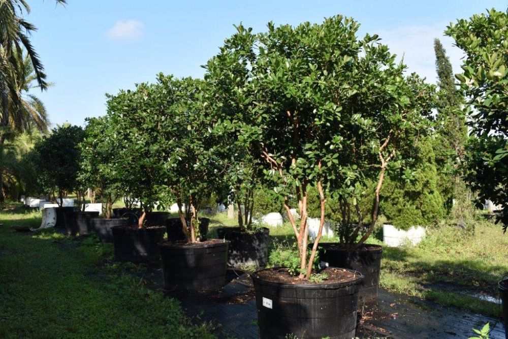 psidium-littorale-cattley-guava-strawberry-guava
