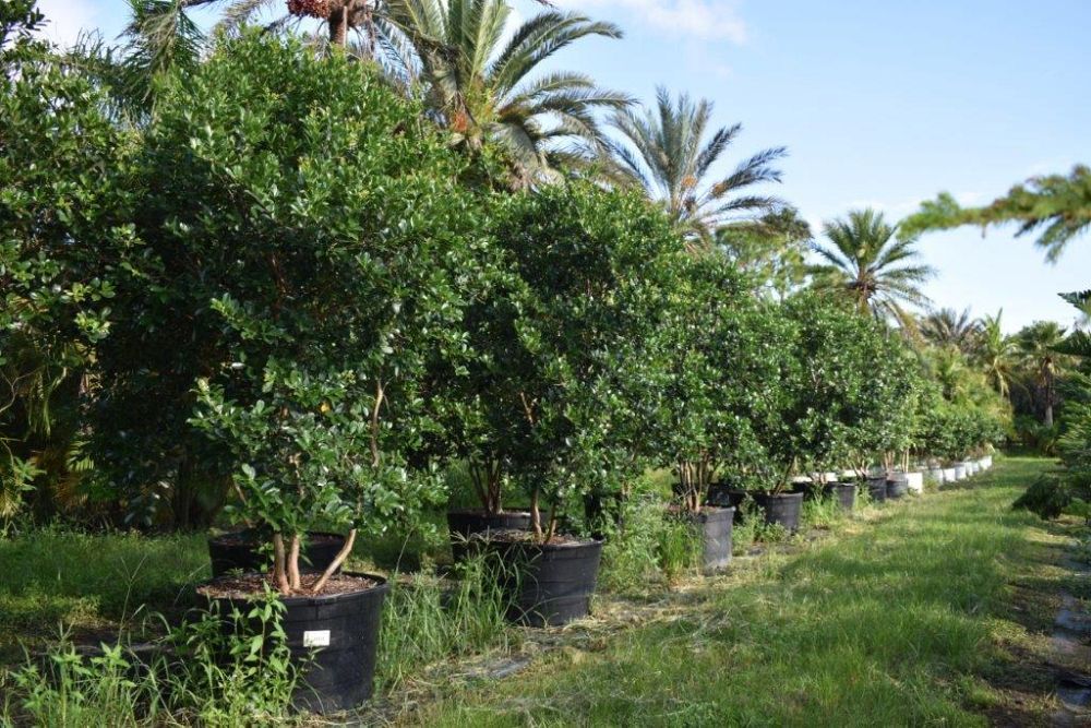 psidium-littorale-cattley-guava-strawberry-guava