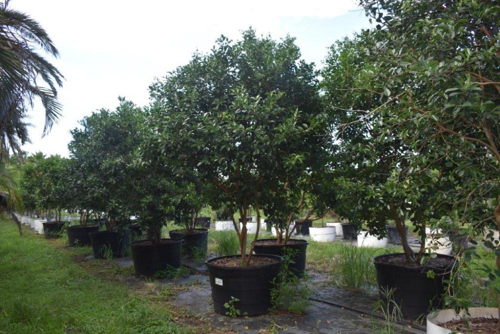 psidium-littorale-cattley-guava-strawberry-guava