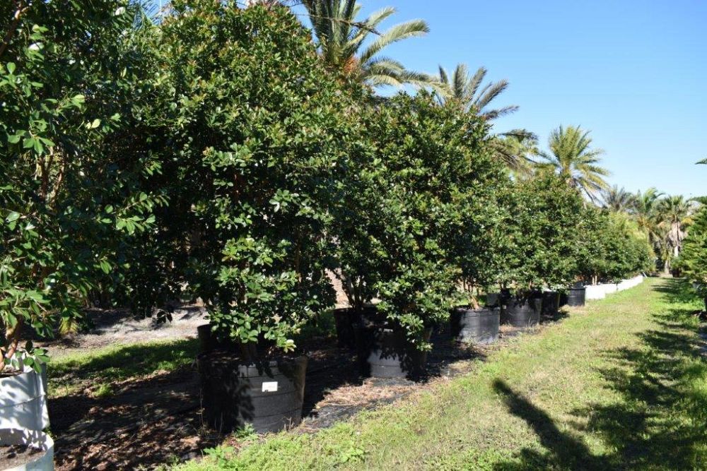 psidium-littorale-cattley-guava-strawberry-guava