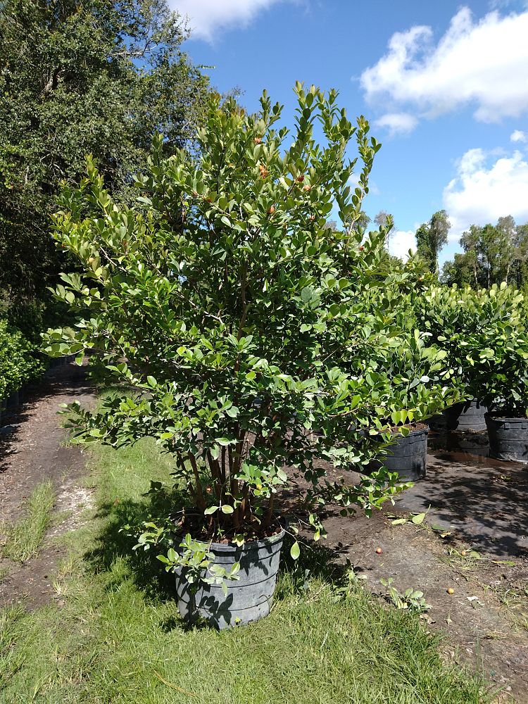 psidium-littorale-cattley-guava-strawberry-guava