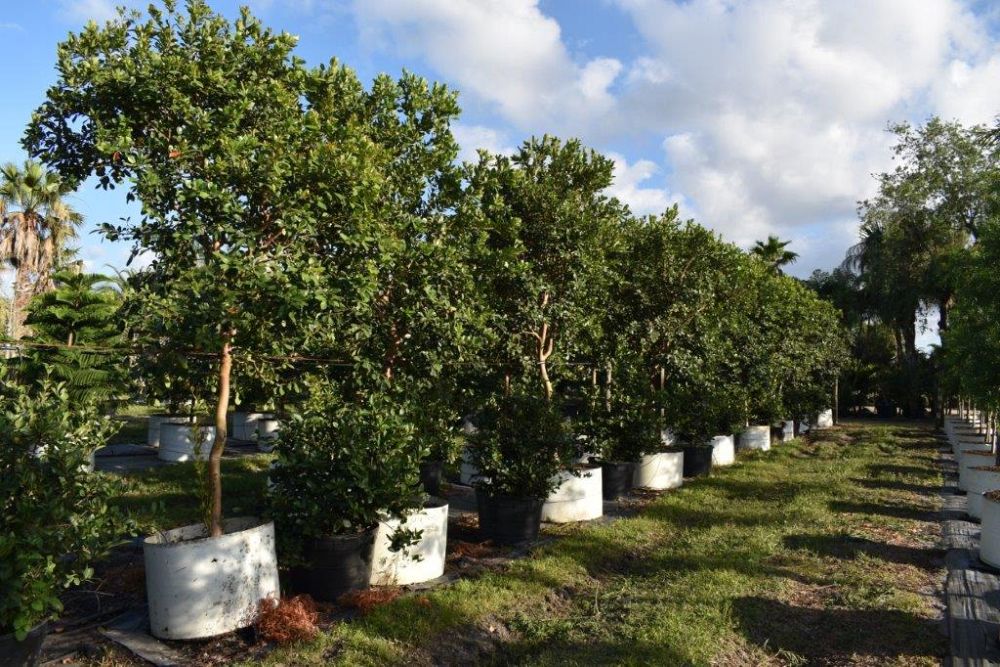 psidium-littorale-cattley-guava-strawberry-guava