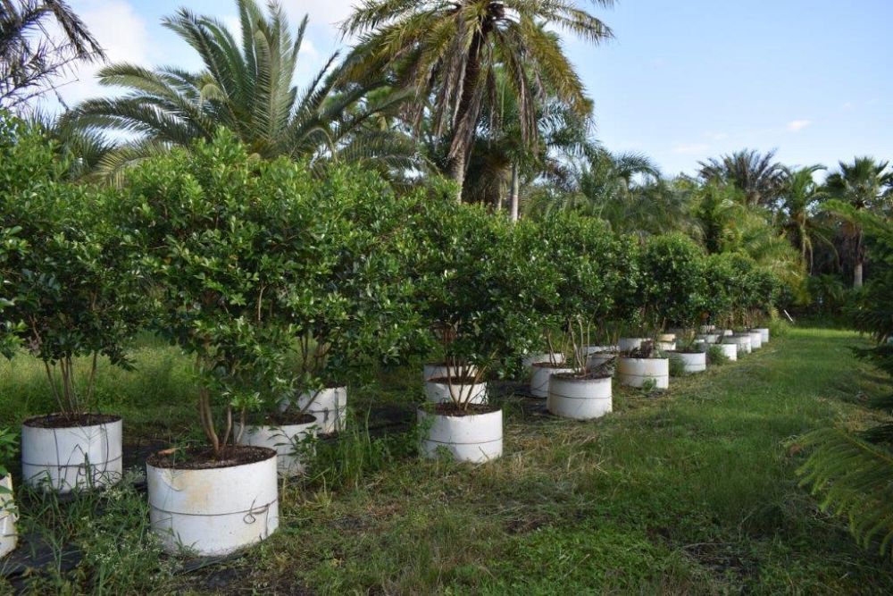psidium-littorale-cattley-guava-strawberry-guava