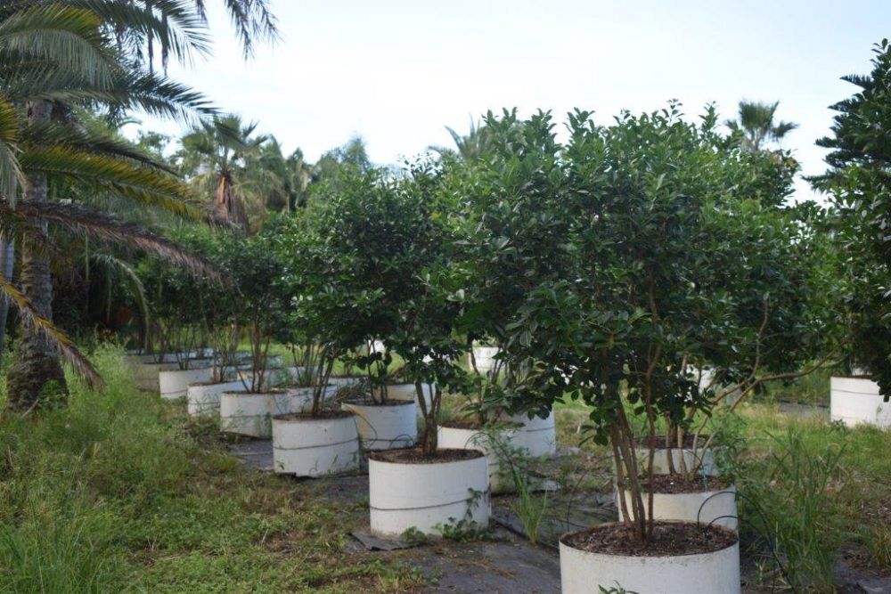 psidium-littorale-cattley-guava-strawberry-guava
