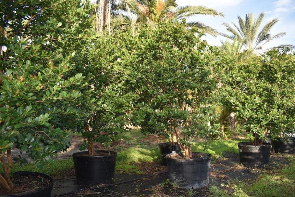psidium-littorale-cattley-guava-strawberry-guava