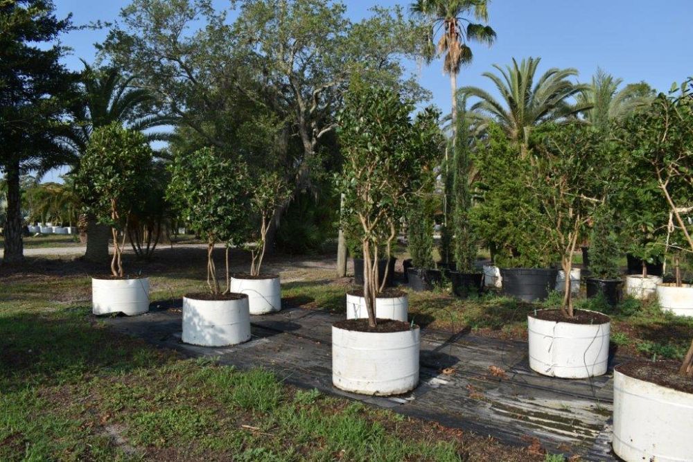psidium-littorale-cattley-guava-strawberry-guava