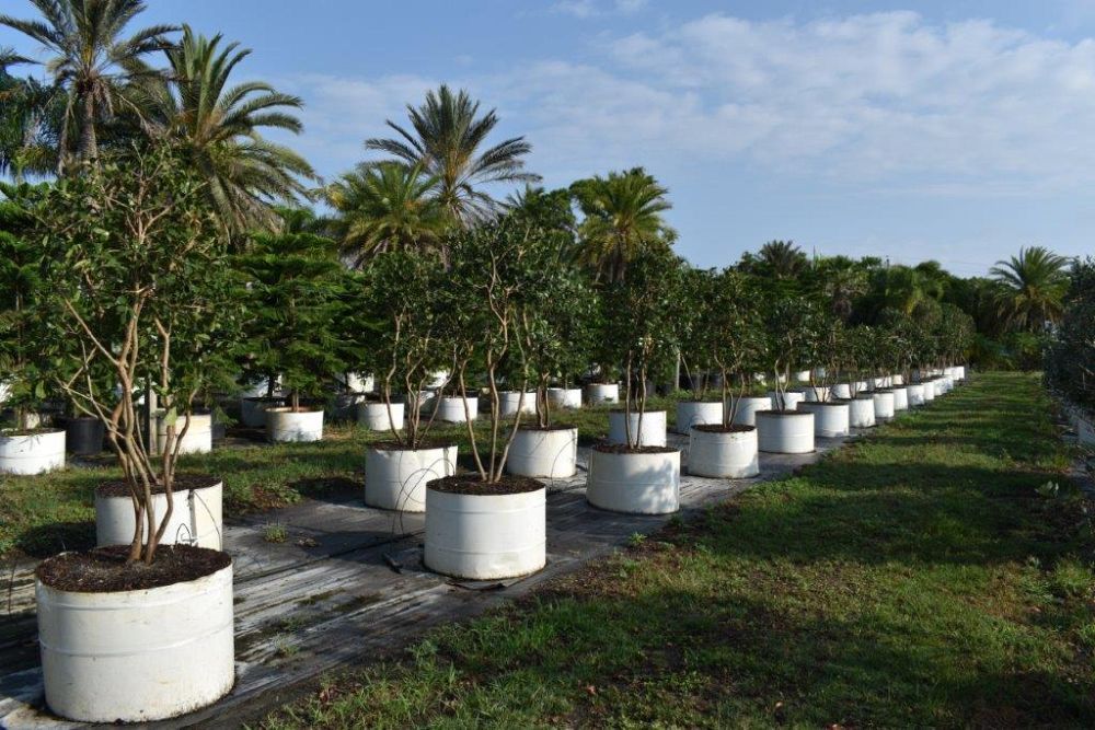 psidium-littorale-cattley-guava-strawberry-guava