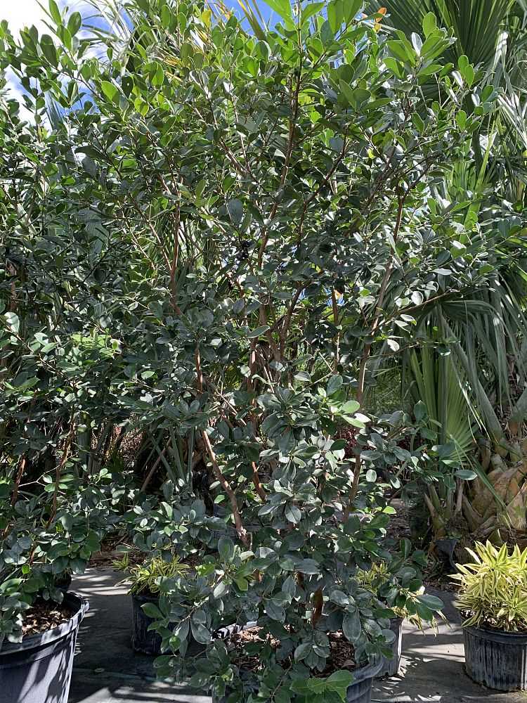 psidium-littorale-cattley-guava-strawberry-guava
