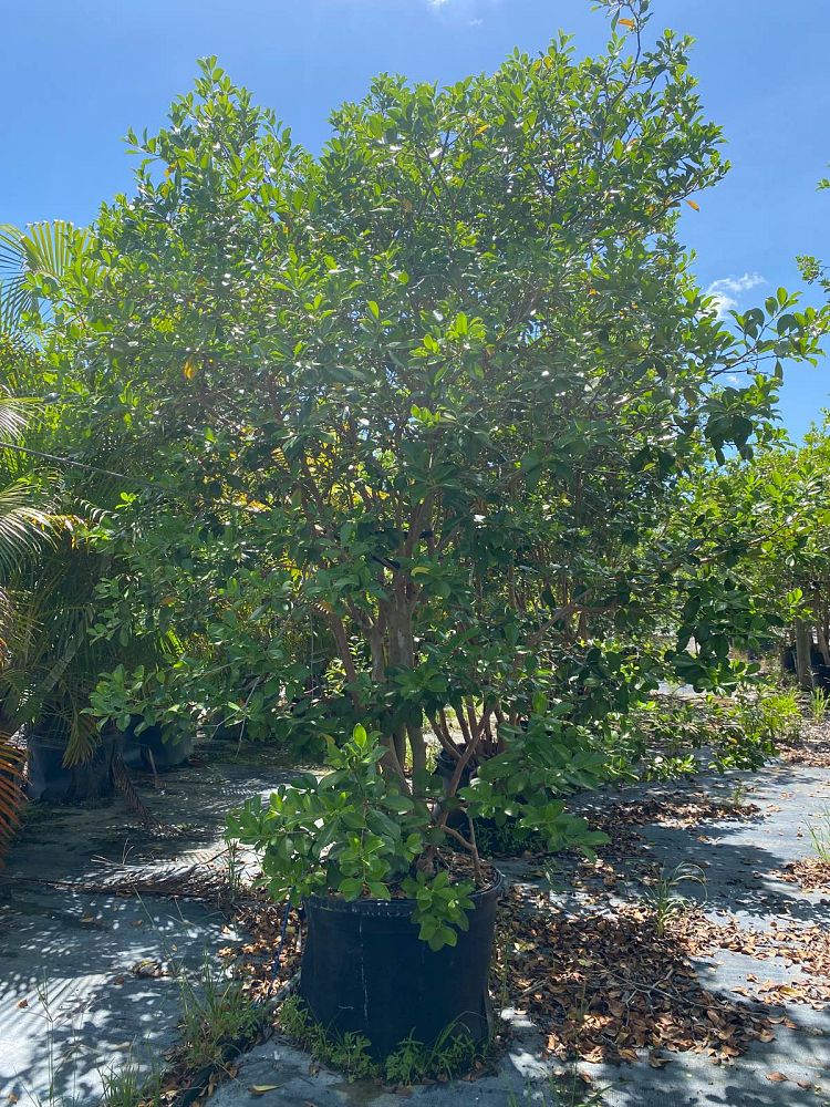 psidium-littorale-cattley-guava-strawberry-guava