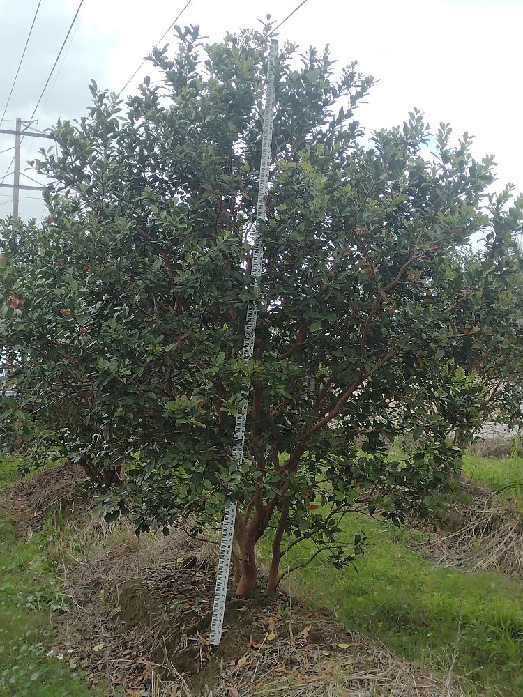 psidium-littorale-cattley-guava-strawberry-guava