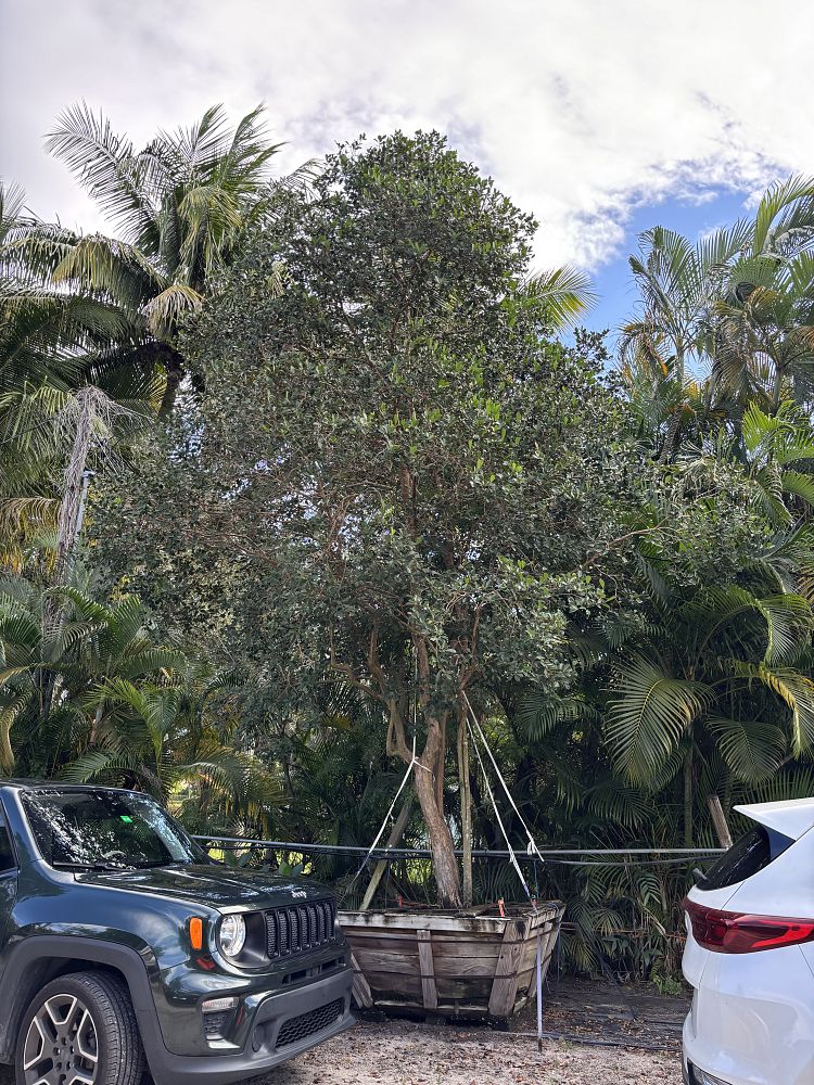 psidium-littorale-cattley-guava-strawberry-guava