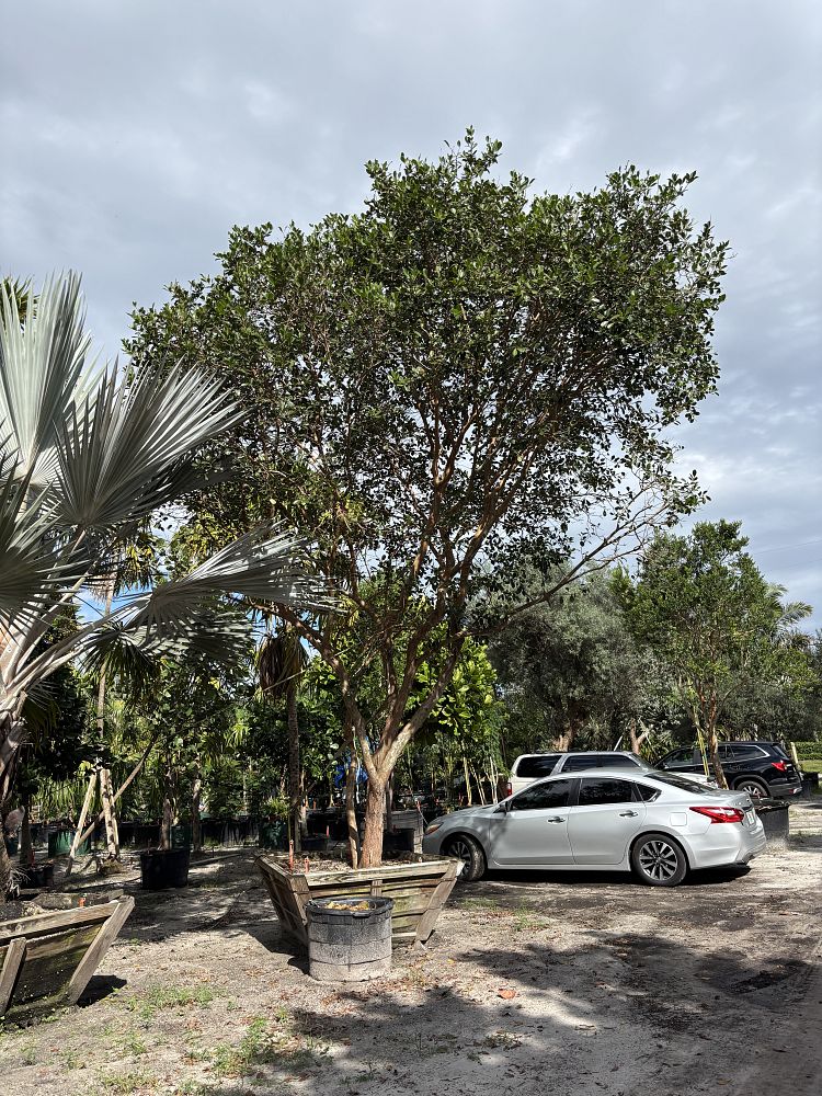 psidium-littorale-cattley-guava-strawberry-guava