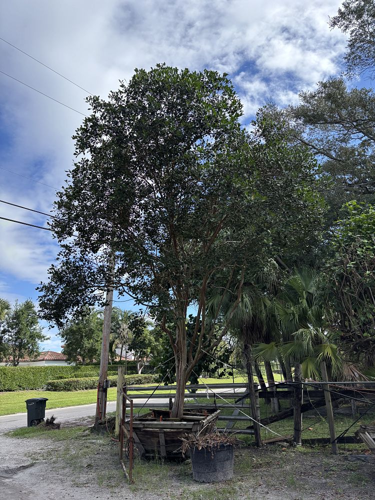 psidium-littorale-cattley-guava-strawberry-guava