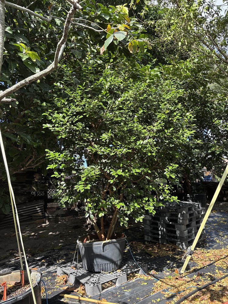 psidium-littorale-cattley-guava-strawberry-guava