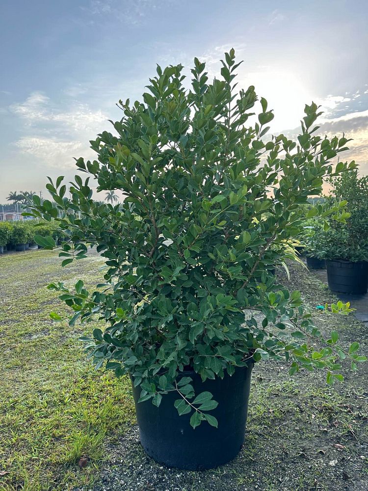 psidium-littorale-cattley-guava-strawberry-guava