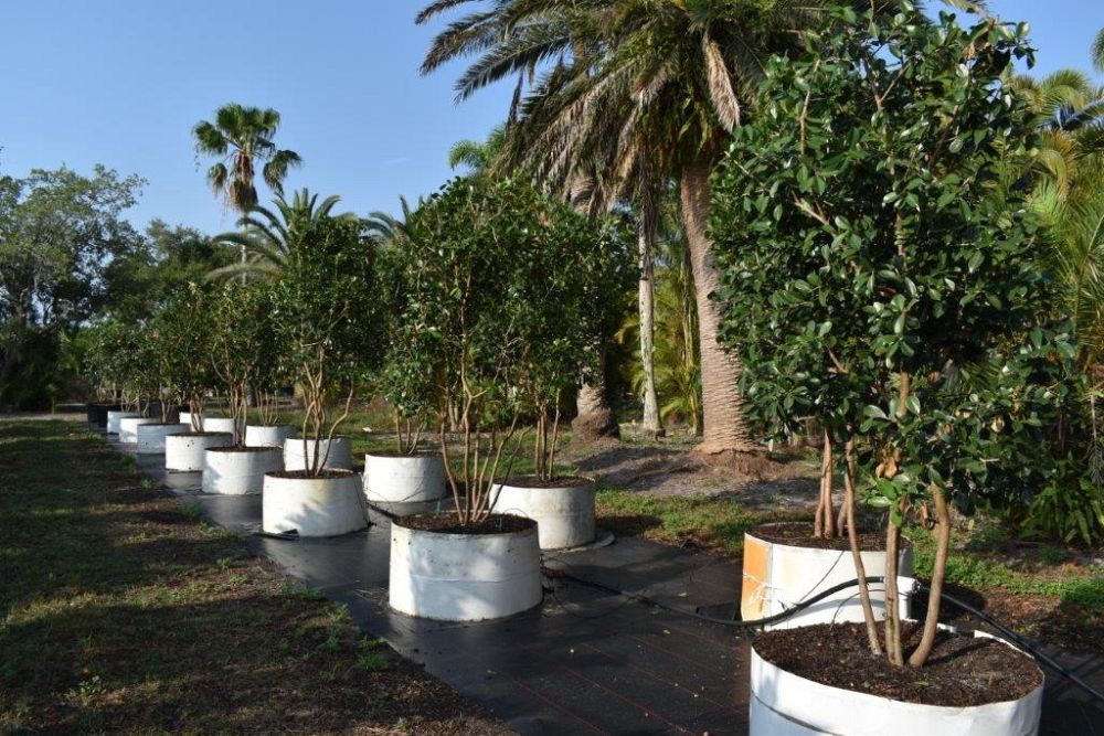 psidium-littorale-cattley-guava-strawberry-guava