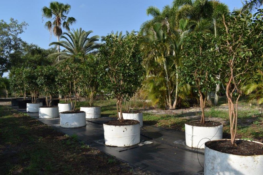psidium-littorale-cattley-guava-strawberry-guava