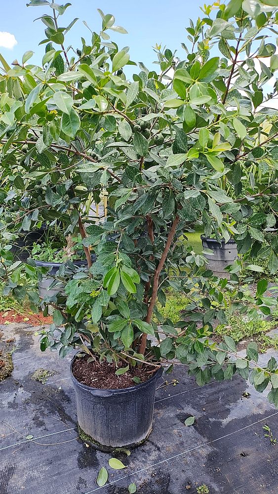 psidium-littorale-cattley-guava-strawberry-guava