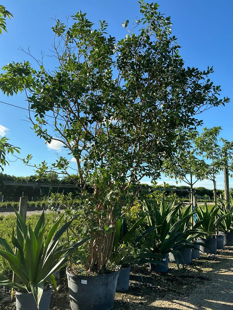 psidium-littorale-cattley-guava-strawberry-guava