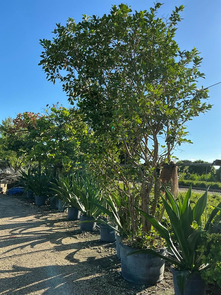 psidium-littorale-cattley-guava-strawberry-guava