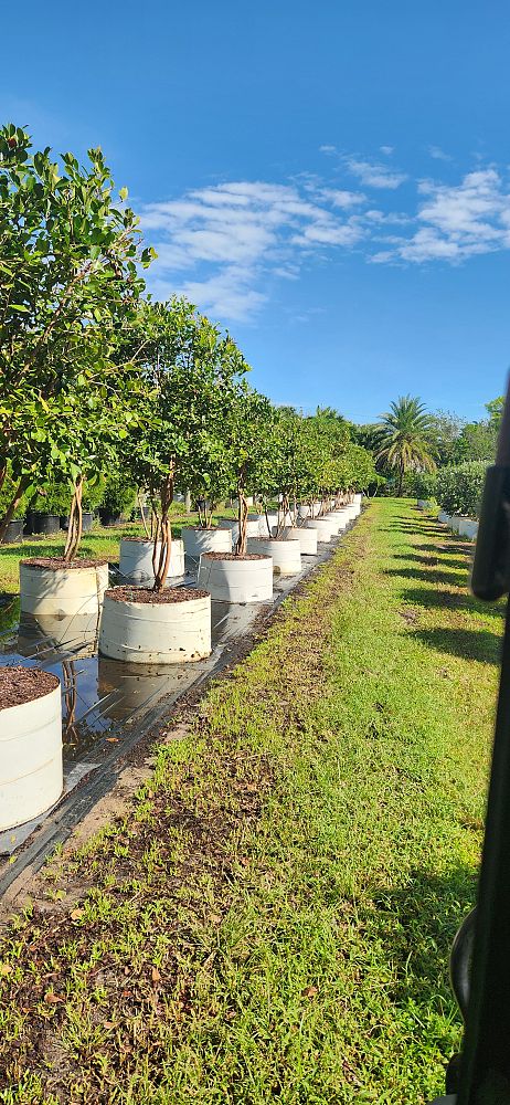 psidium-littorale-cattley-guava-strawberry-guava