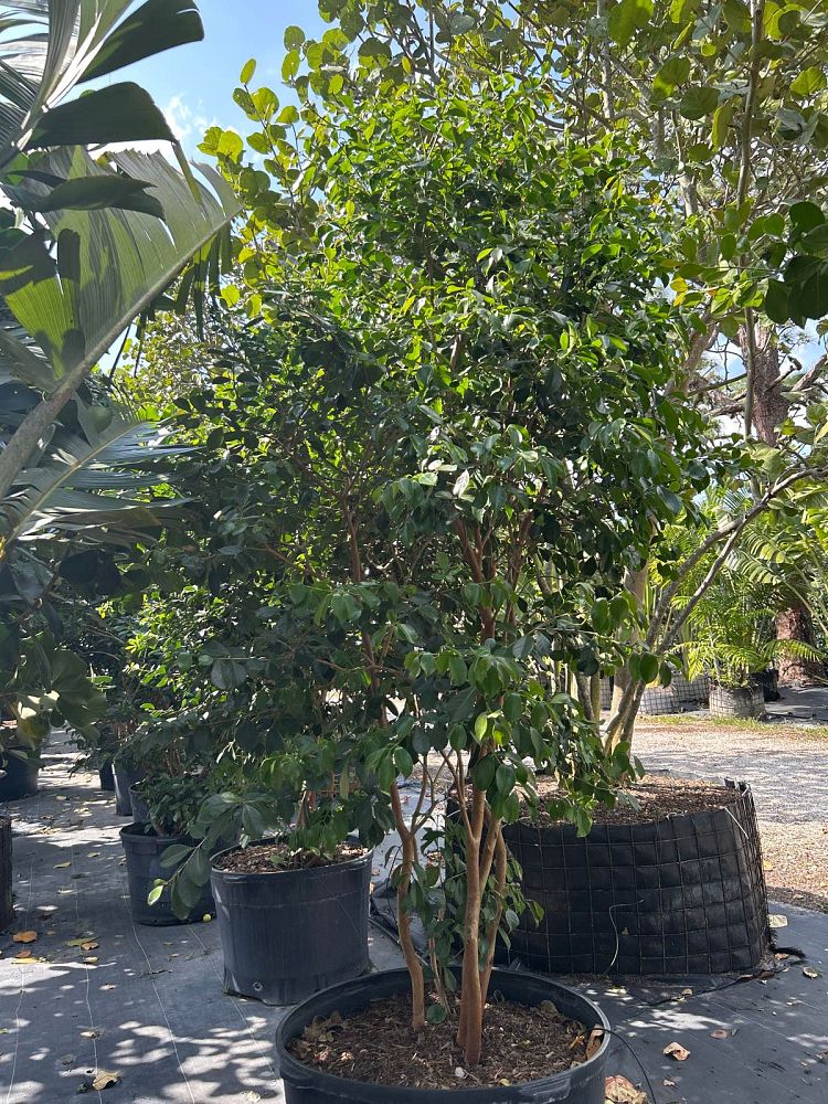 psidium-littorale-cattley-guava-strawberry-guava