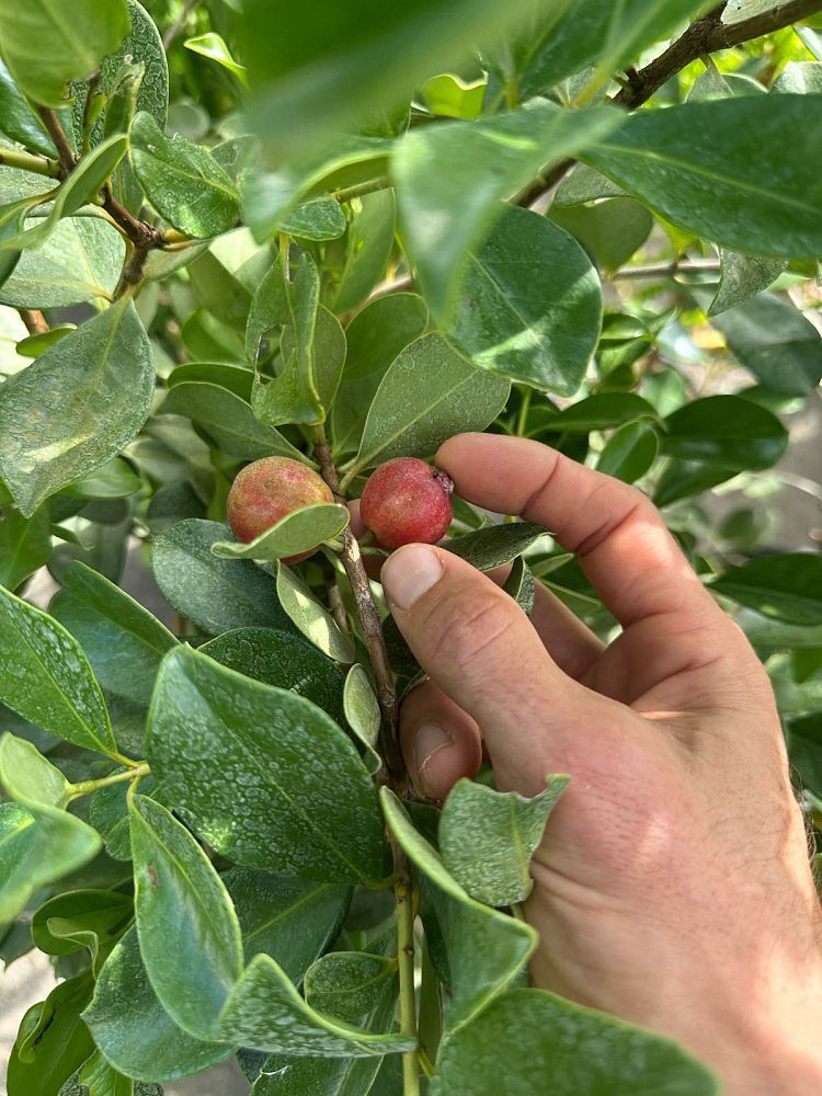 psidium-littorale-cattley-guava-strawberry-guava