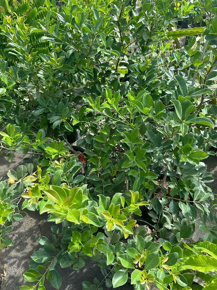 psidium-littorale-cattley-guava-strawberry-guava