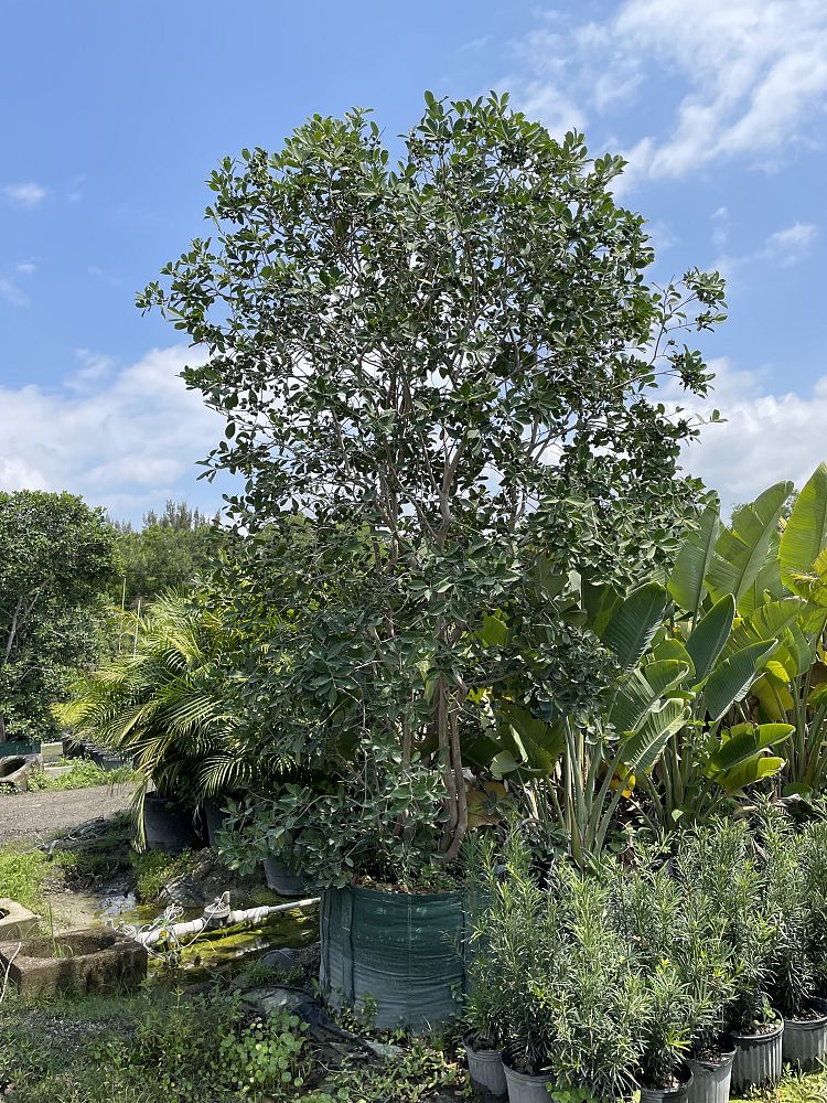 psidium-littorale-cattley-guava-strawberry-guava