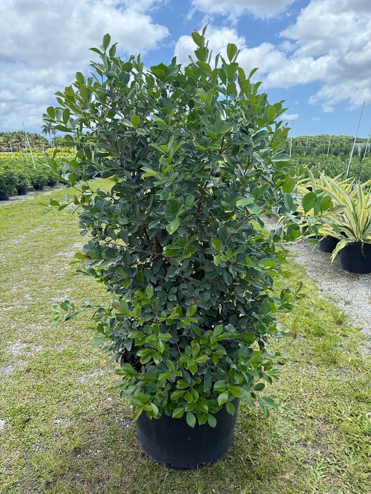 psidium-littorale-cattley-guava-strawberry-guava