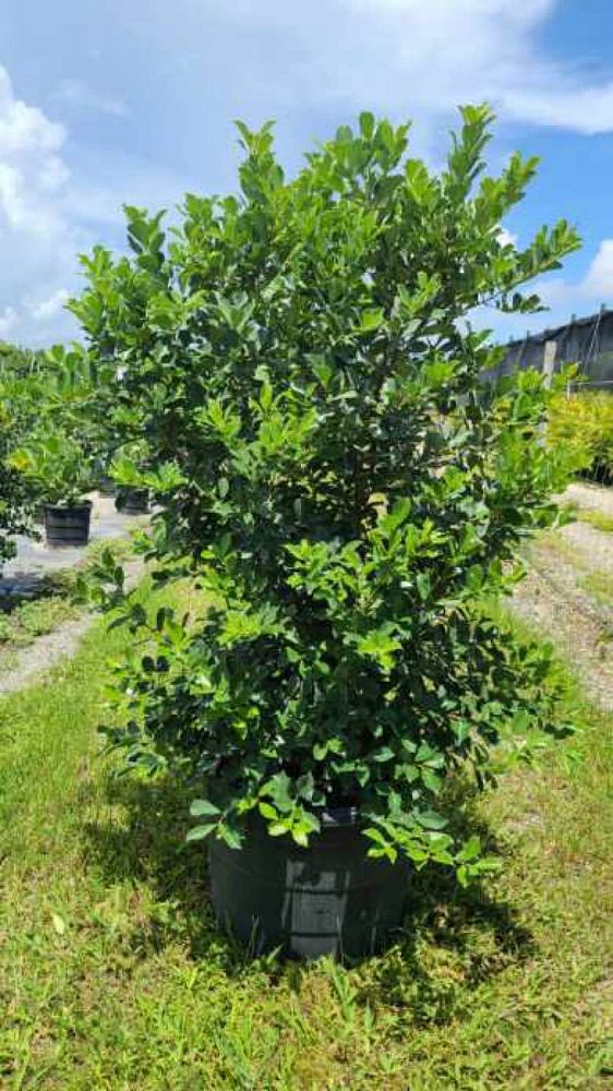 psidium-littorale-cattley-guava-strawberry-guava