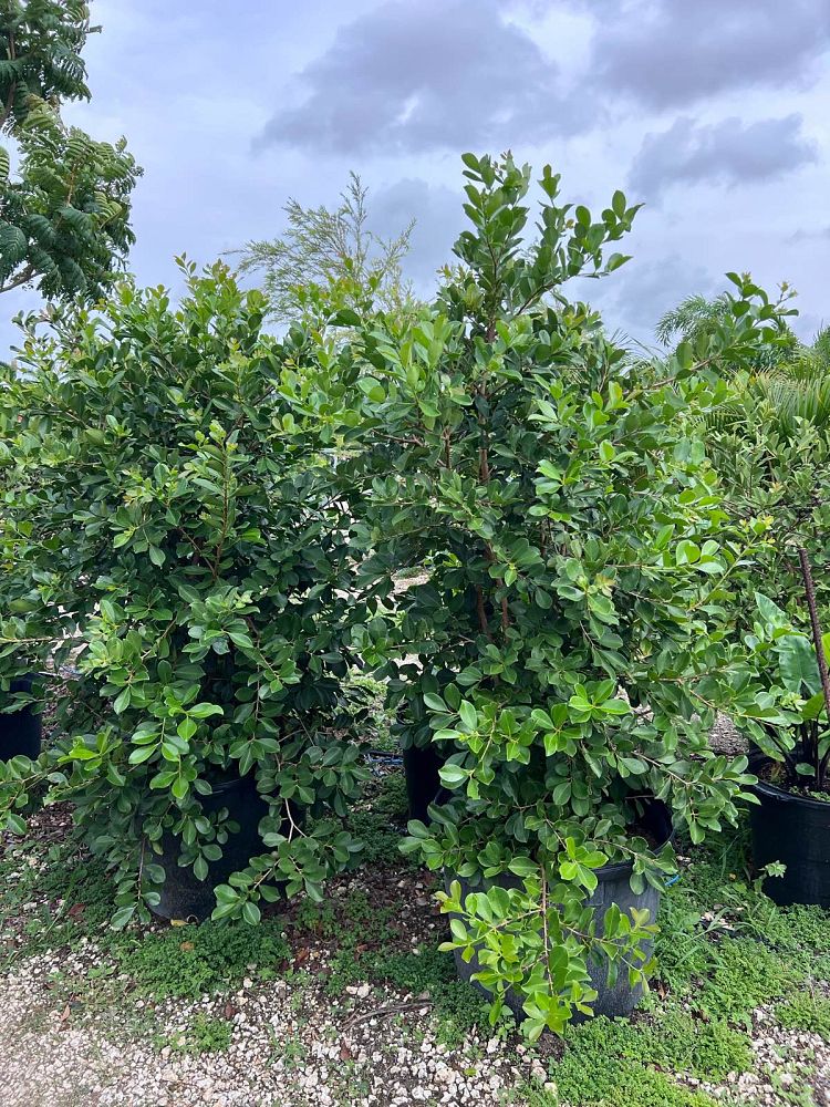 psidium-littorale-cattley-guava-strawberry-guava