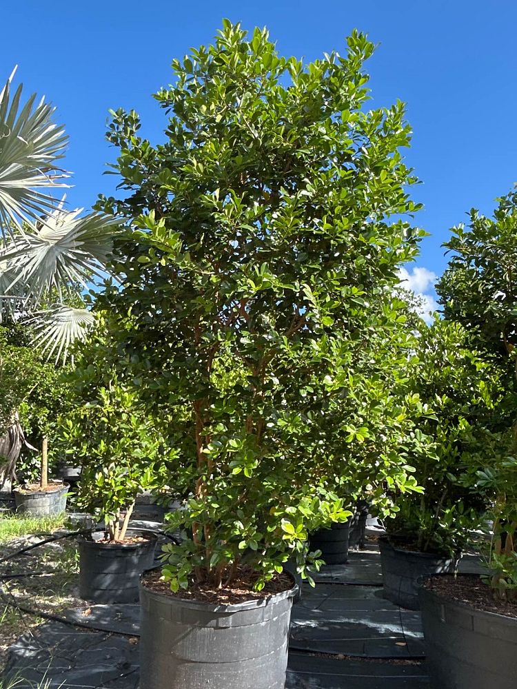 psidium-littorale-cattley-guava-strawberry-guava