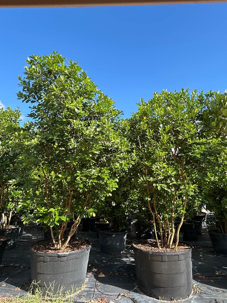 psidium-littorale-cattley-guava-strawberry-guava