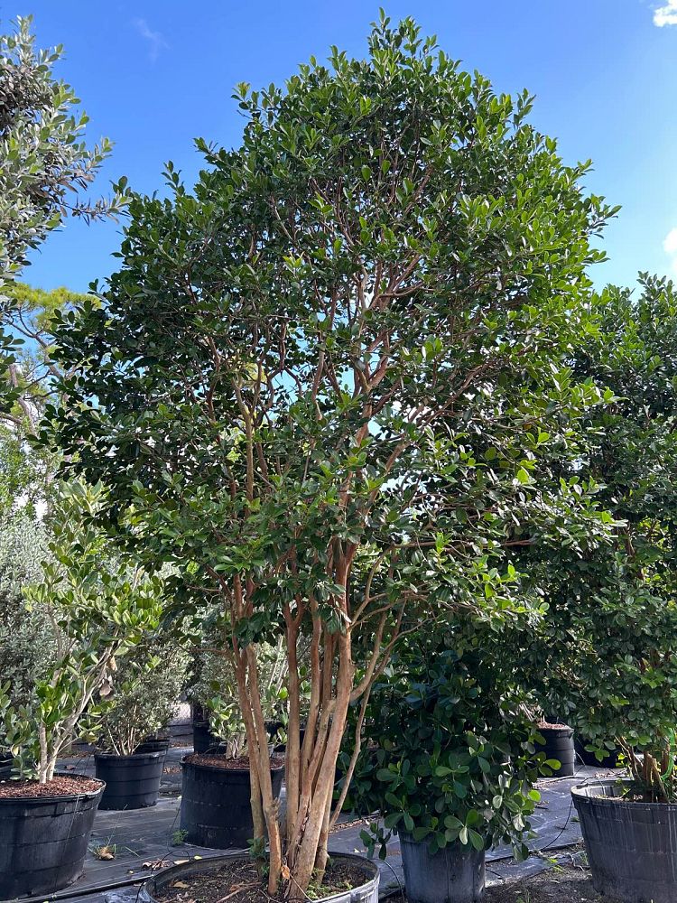 psidium-littorale-cattley-guava-strawberry-guava