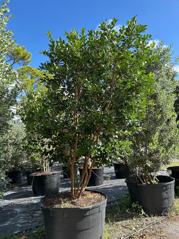 psidium-littorale-cattley-guava-strawberry-guava