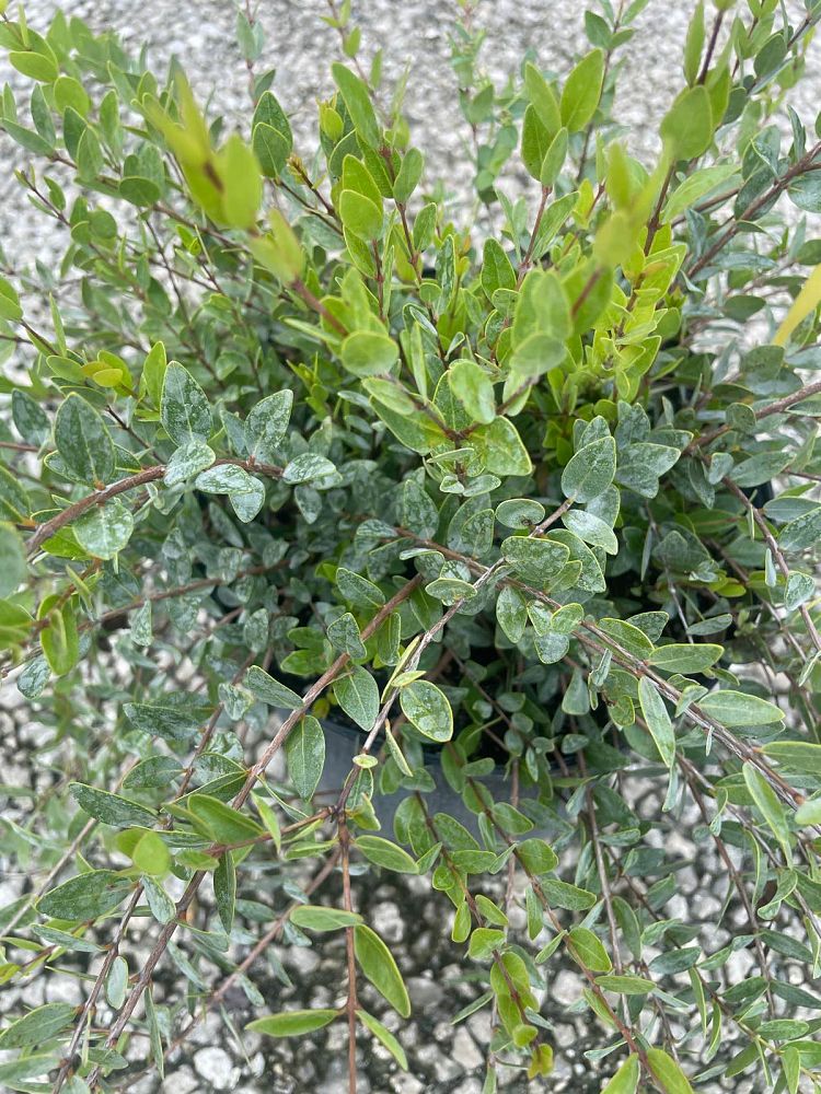 psidium-longipes-long-stalked-stopper