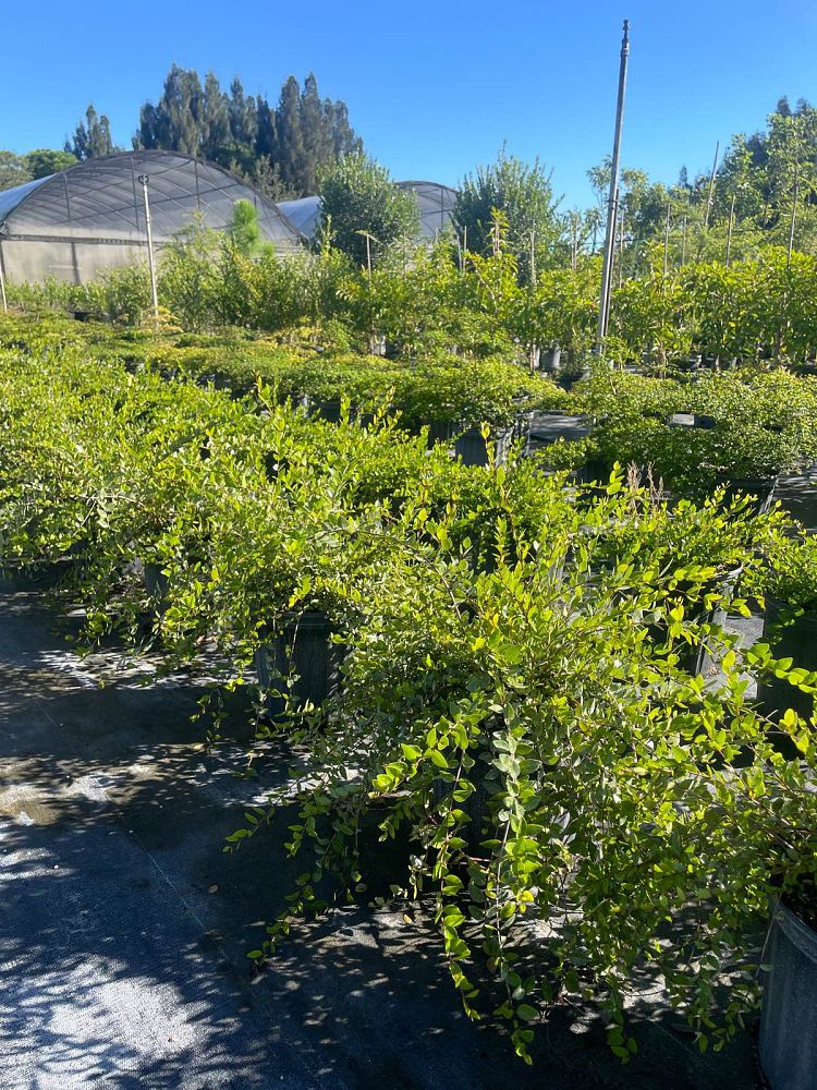 psidium-longipes-long-stalked-stopper