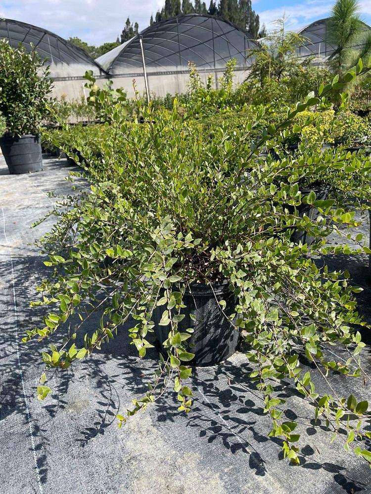 psidium-longipes-long-stalked-stopper