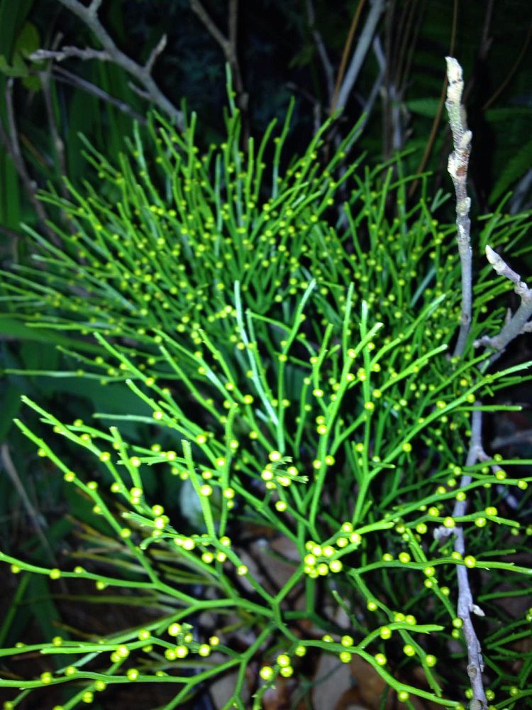 psilotum-nudum