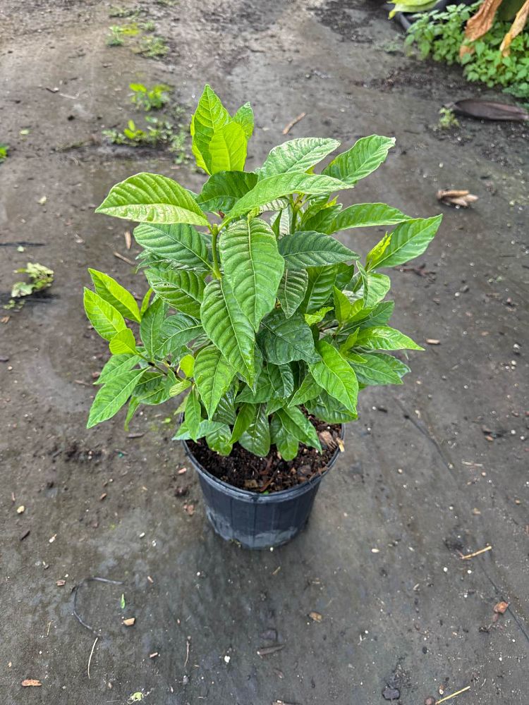 psychotria-brownei-browne-s-wild-coffee