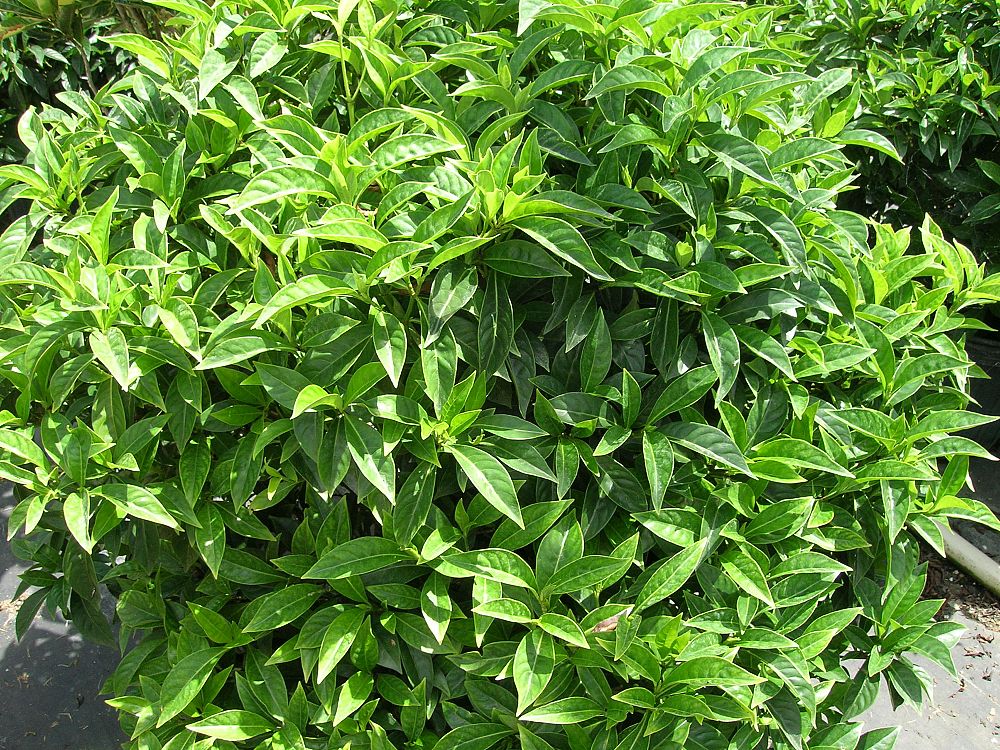 psychotria-ligustrifolia-psychotria-bahamensis-bahama-wild-coffee