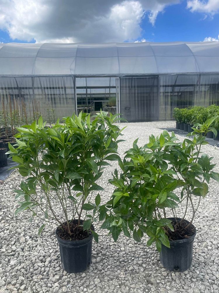 psychotria-ligustrifolia-psychotria-bahamensis-bahama-wild-coffee