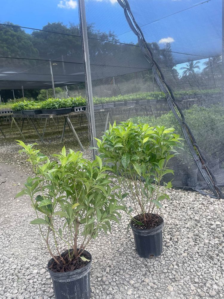 psychotria-ligustrifolia-psychotria-bahamensis-bahama-wild-coffee