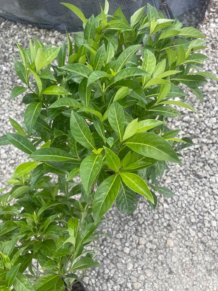 psychotria-ligustrifolia-psychotria-bahamensis-bahama-wild-coffee