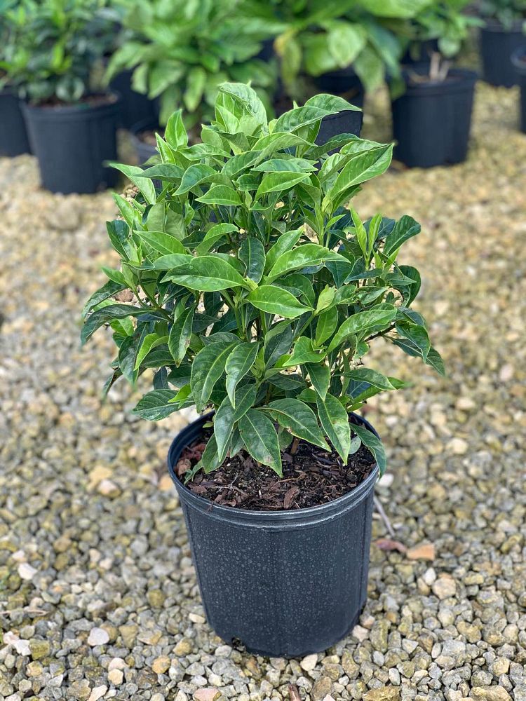 psychotria-ligustrifolia-psychotria-bahamensis-bahama-wild-coffee