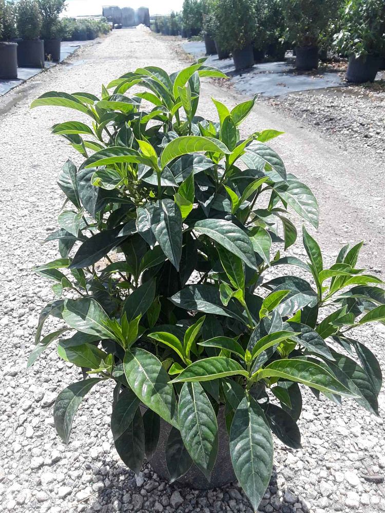psychotria-ligustrifolia-psychotria-bahamensis-bahama-wild-coffee