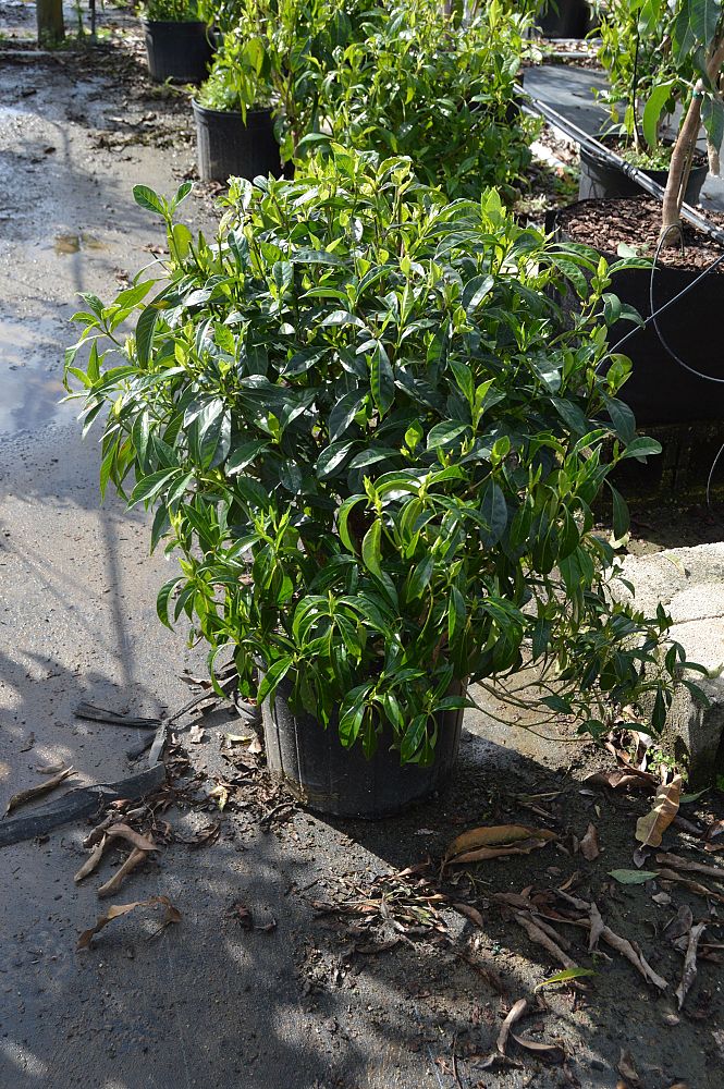 psychotria-ligustrifolia-psychotria-bahamensis-bahama-wild-coffee