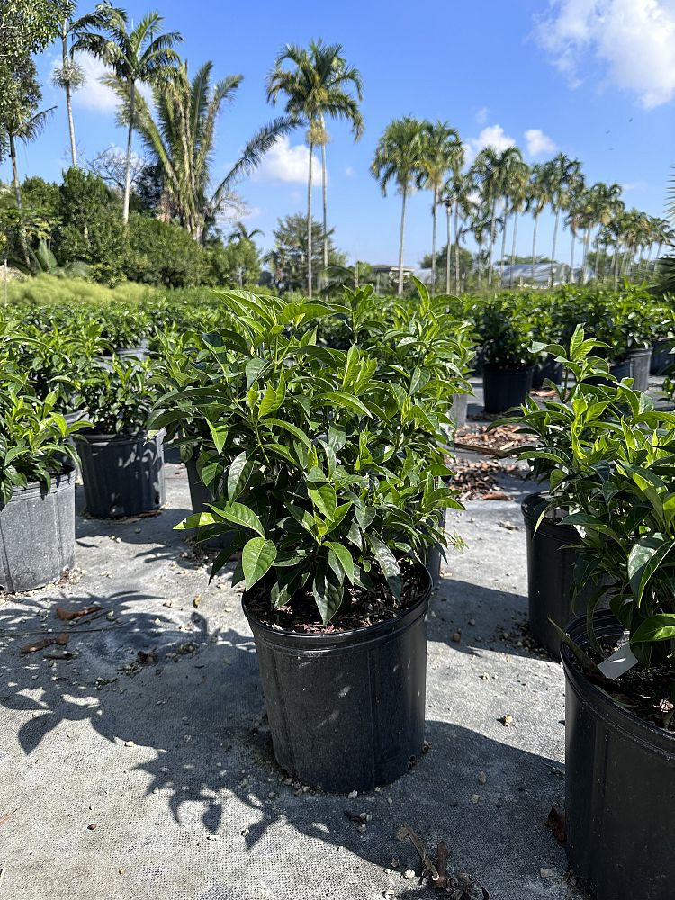 psychotria-ligustrifolia-psychotria-bahamensis-bahama-wild-coffee